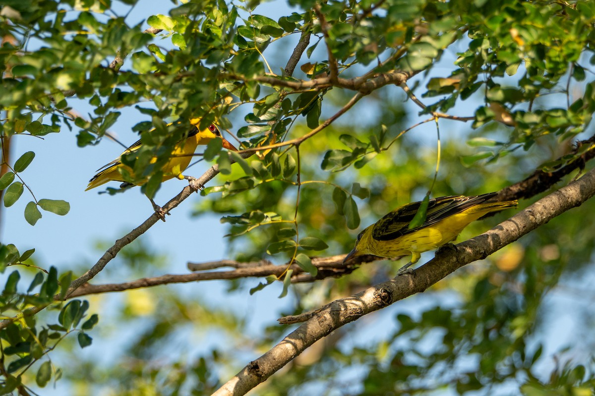 Indian Golden Oriole - ML644587071