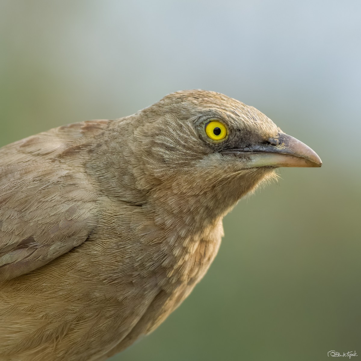 gråskriketrost - ML644587091