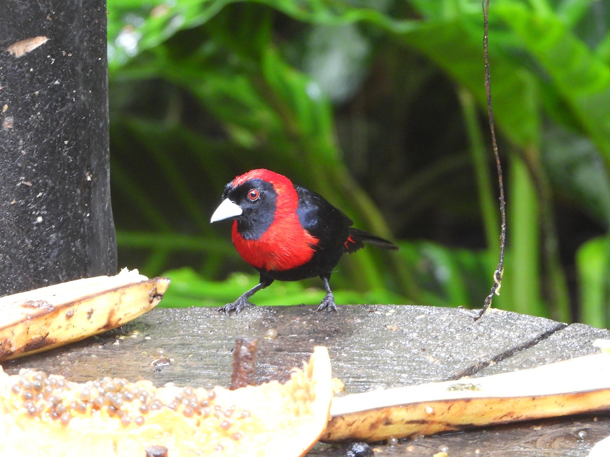 Crimson-collared Tanager - ML644587093