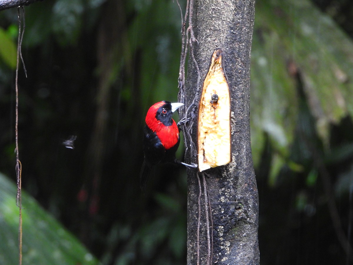 Crimson-collared Tanager - ML644587095