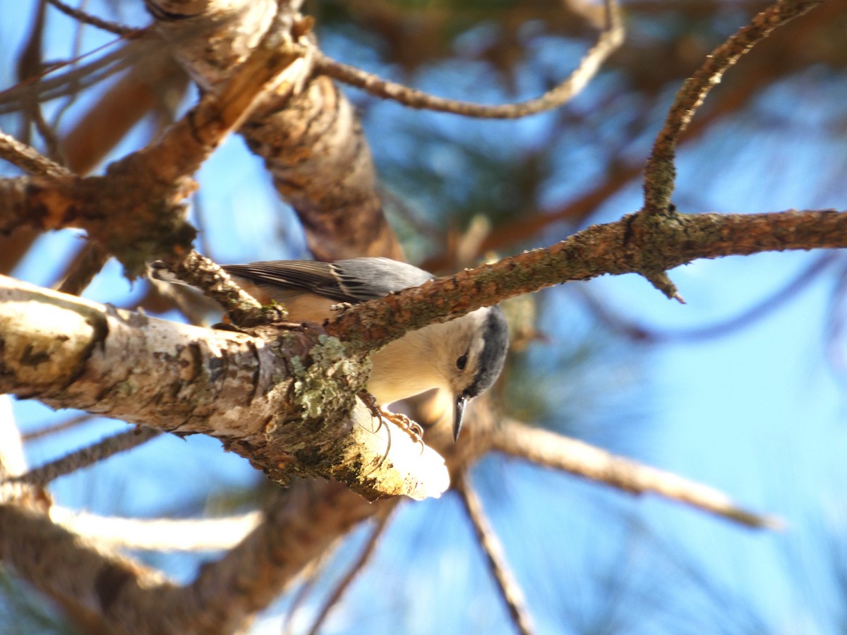 Sittelle à poitrine blanche - ML644587097