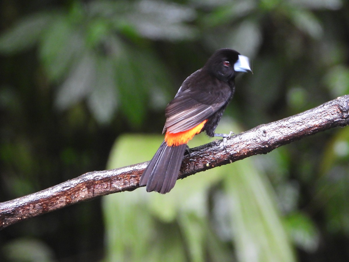 Passerinitangare - ML644587099