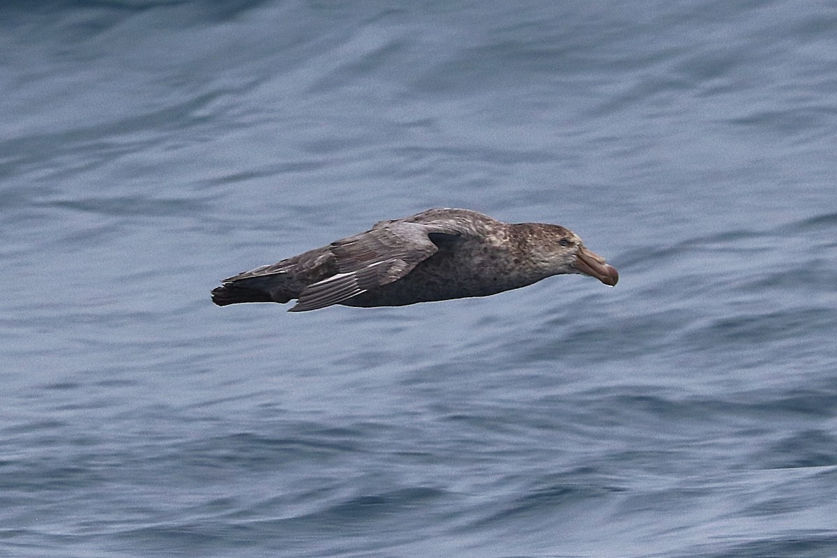 Northern Giant-Petrel - ML644587102
