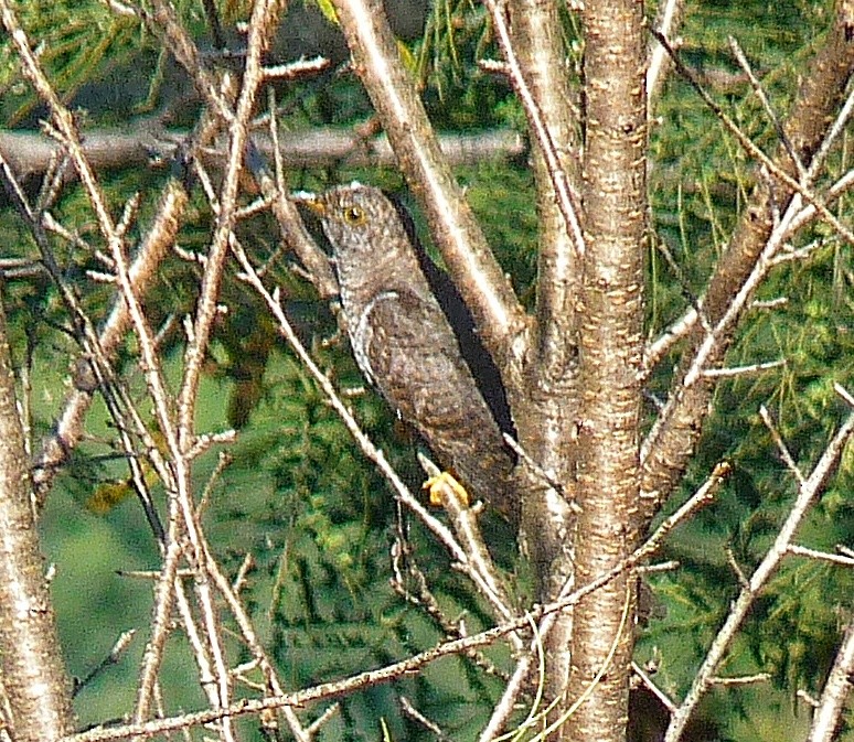 Himalayan Cuckoo - ML644587103