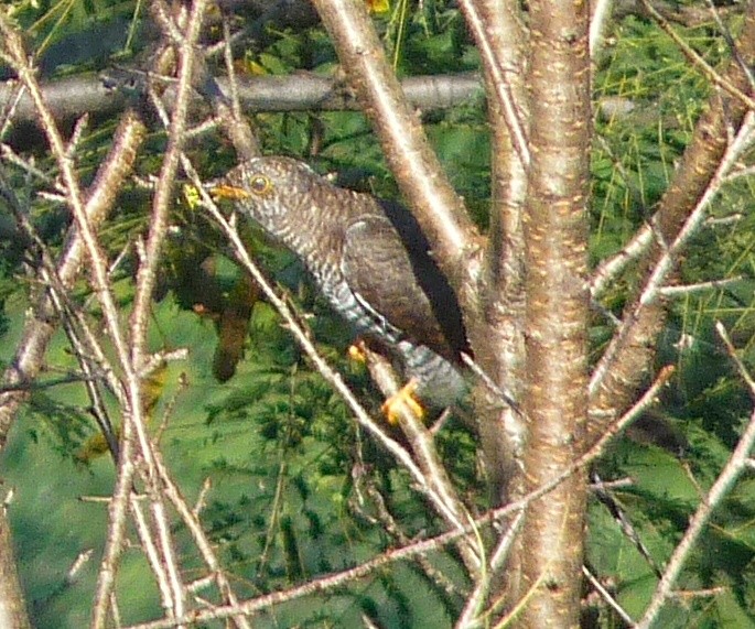 Himalayan Cuckoo - ML644587104