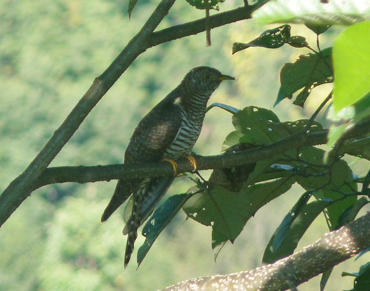 Himalayan Cuckoo - ML644587105