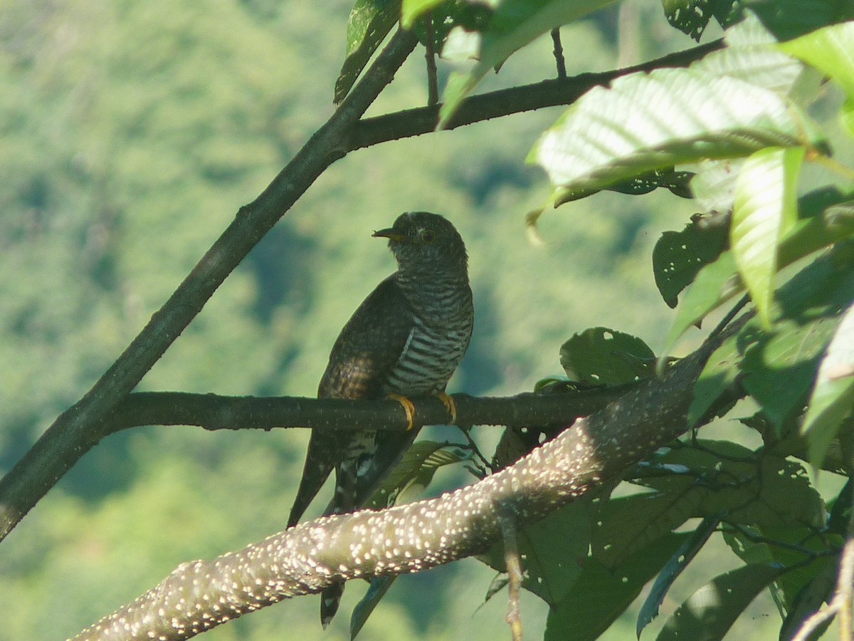Himalayan Cuckoo - ML644587106