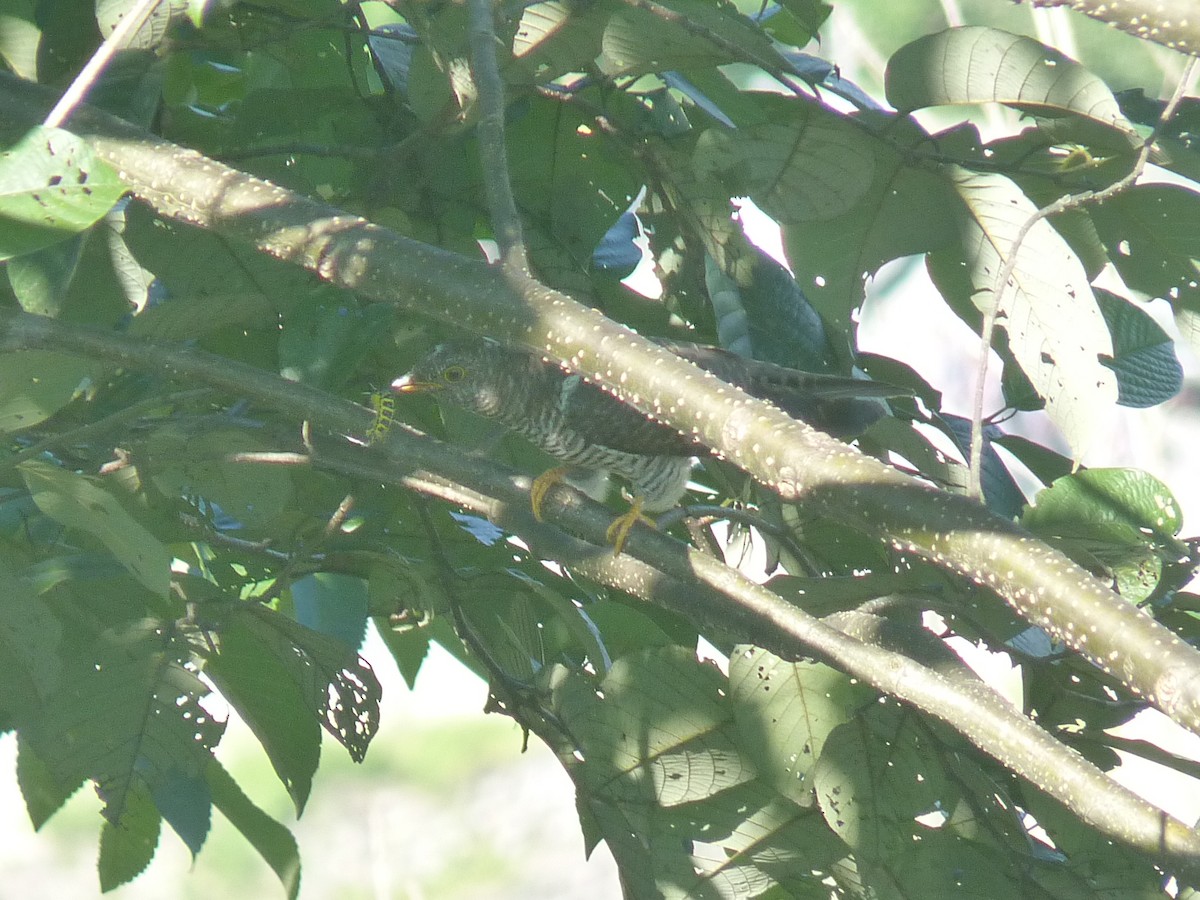 Himalayan Cuckoo - ML644587107