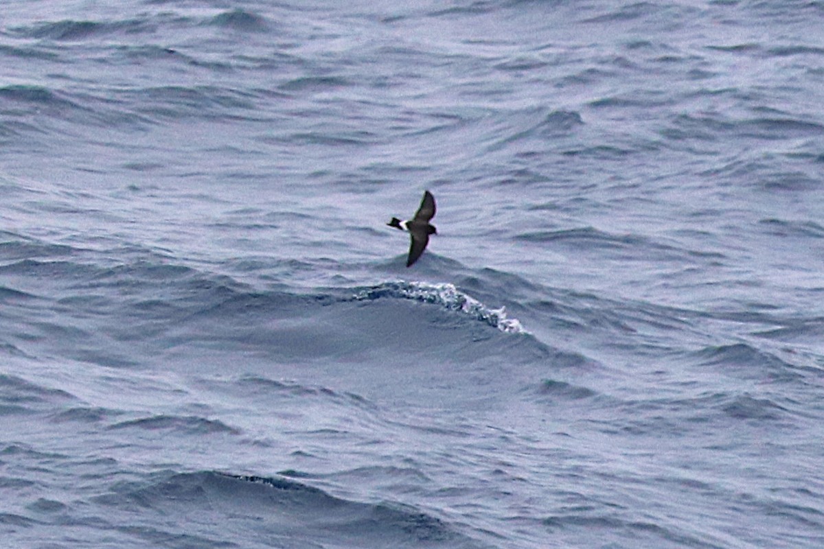 svartbukstormsvale - ML644587111