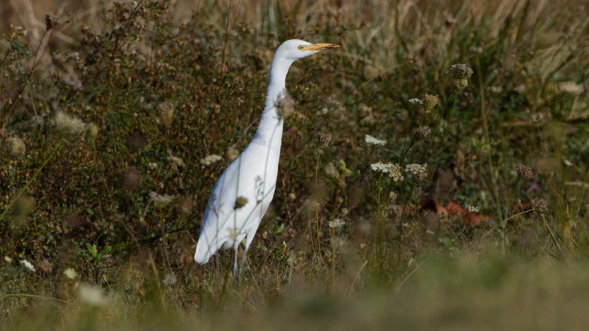 Western Cattle-Egret - ML644587112