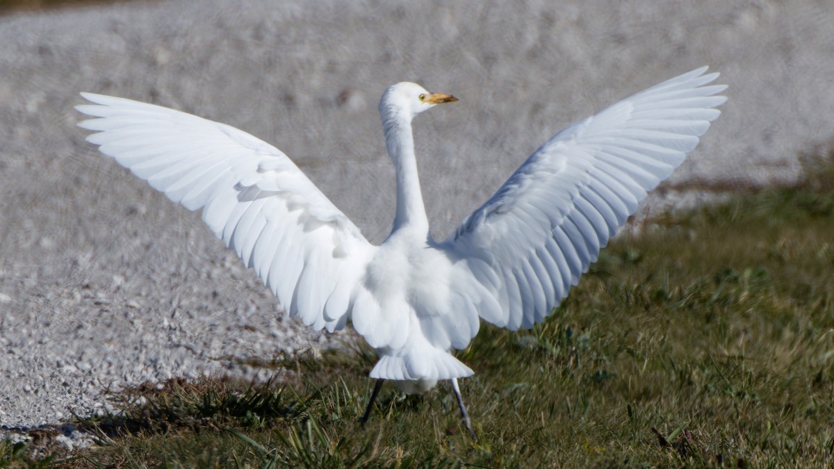 Western Cattle-Egret - ML644587119