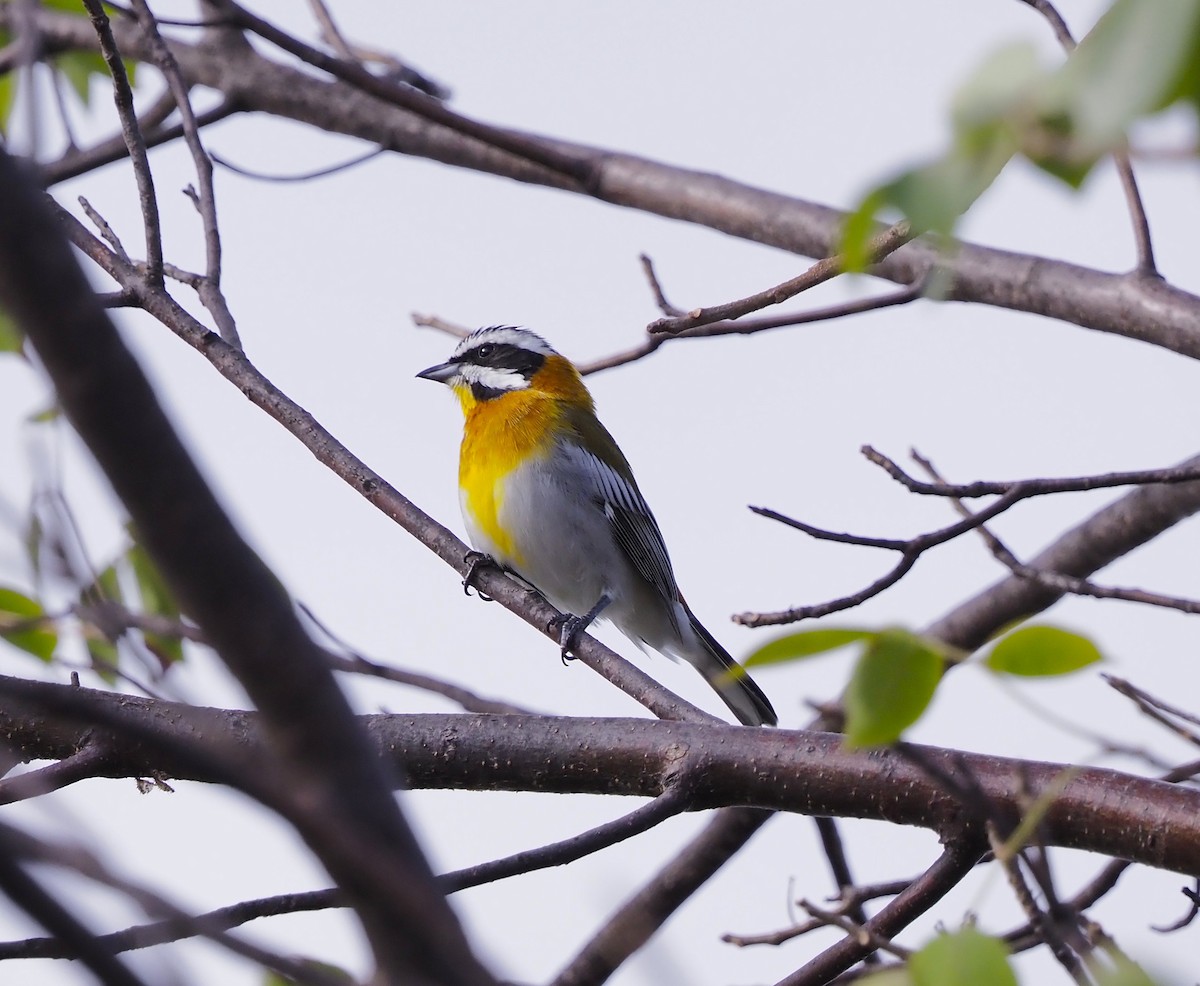 Western Spindalis - ML644587120