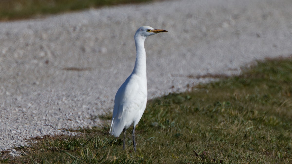 Western Cattle-Egret - ML644587121