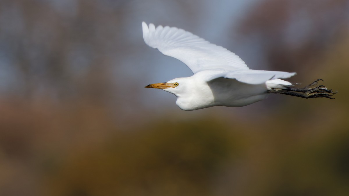 Western Cattle-Egret - ML644587122