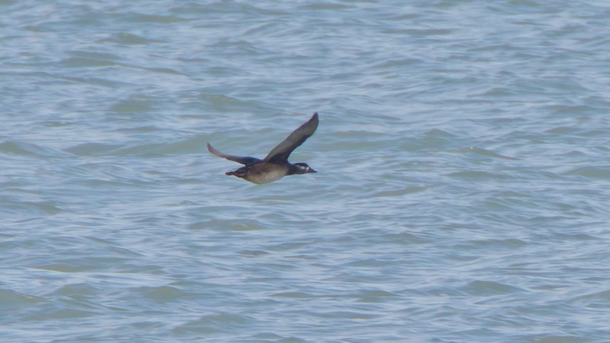 Surf Scoter - ML644587142