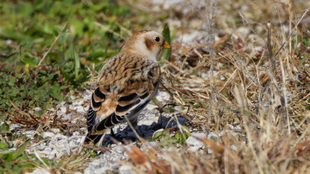 Snow Bunting - ML644587148