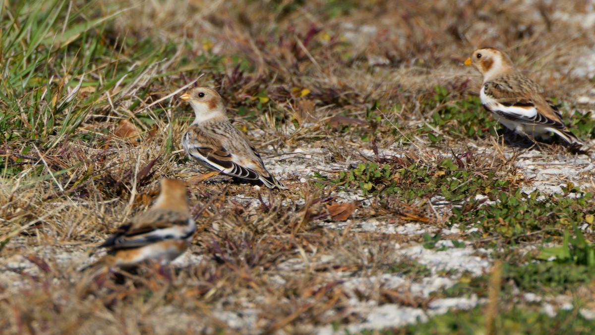 Snow Bunting - ML644587149