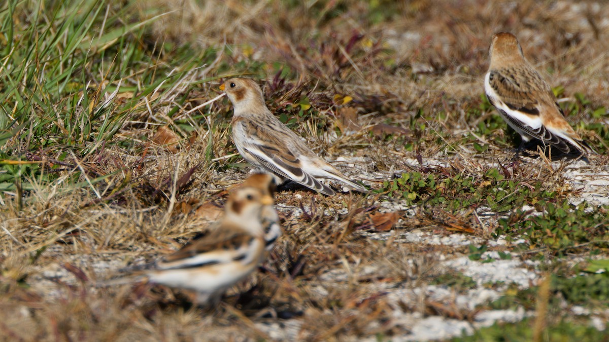 Snow Bunting - ML644587150