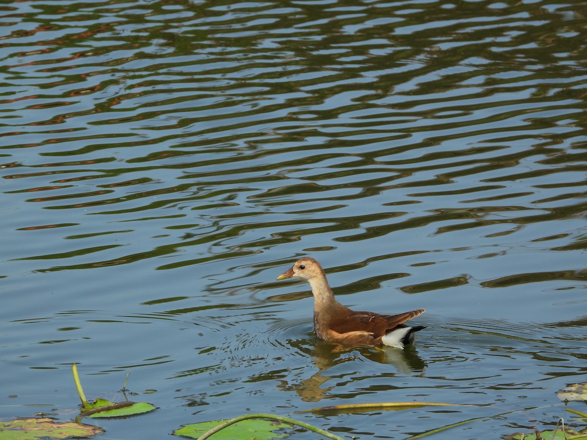 Хажилгат түнжүүр - ML644587152