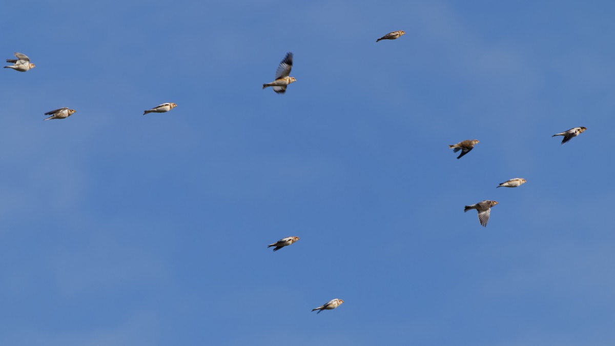 Snow Bunting - ML644587153