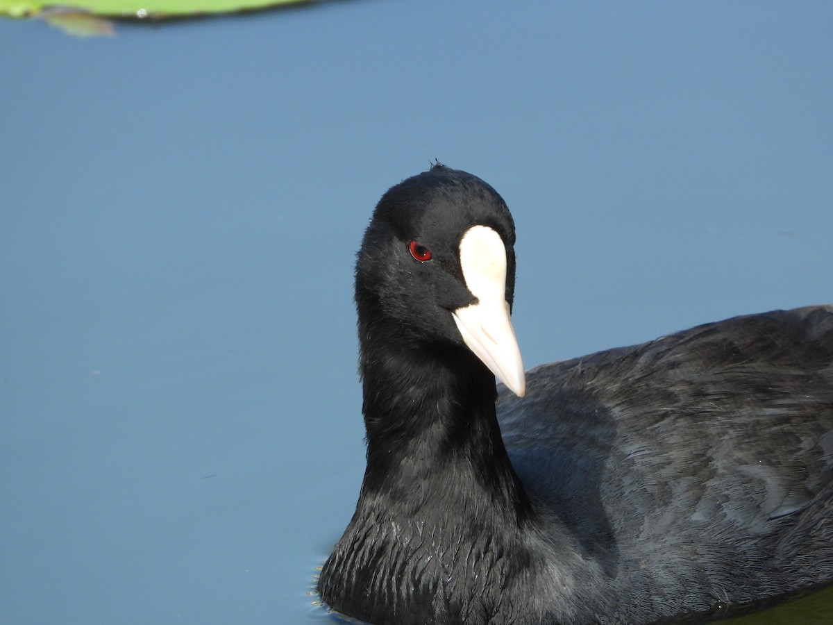 Халзан түнжүүр - ML644587160