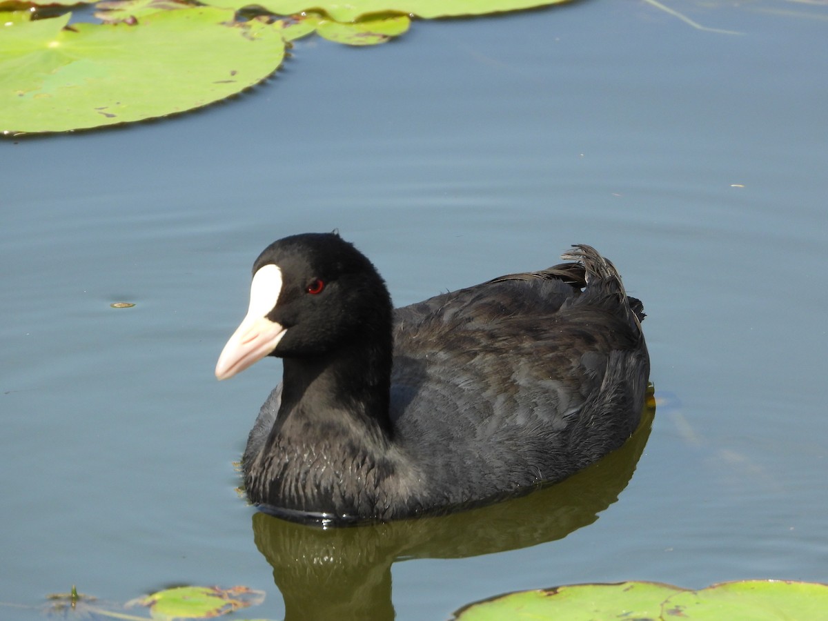 Халзан түнжүүр - ML644587161