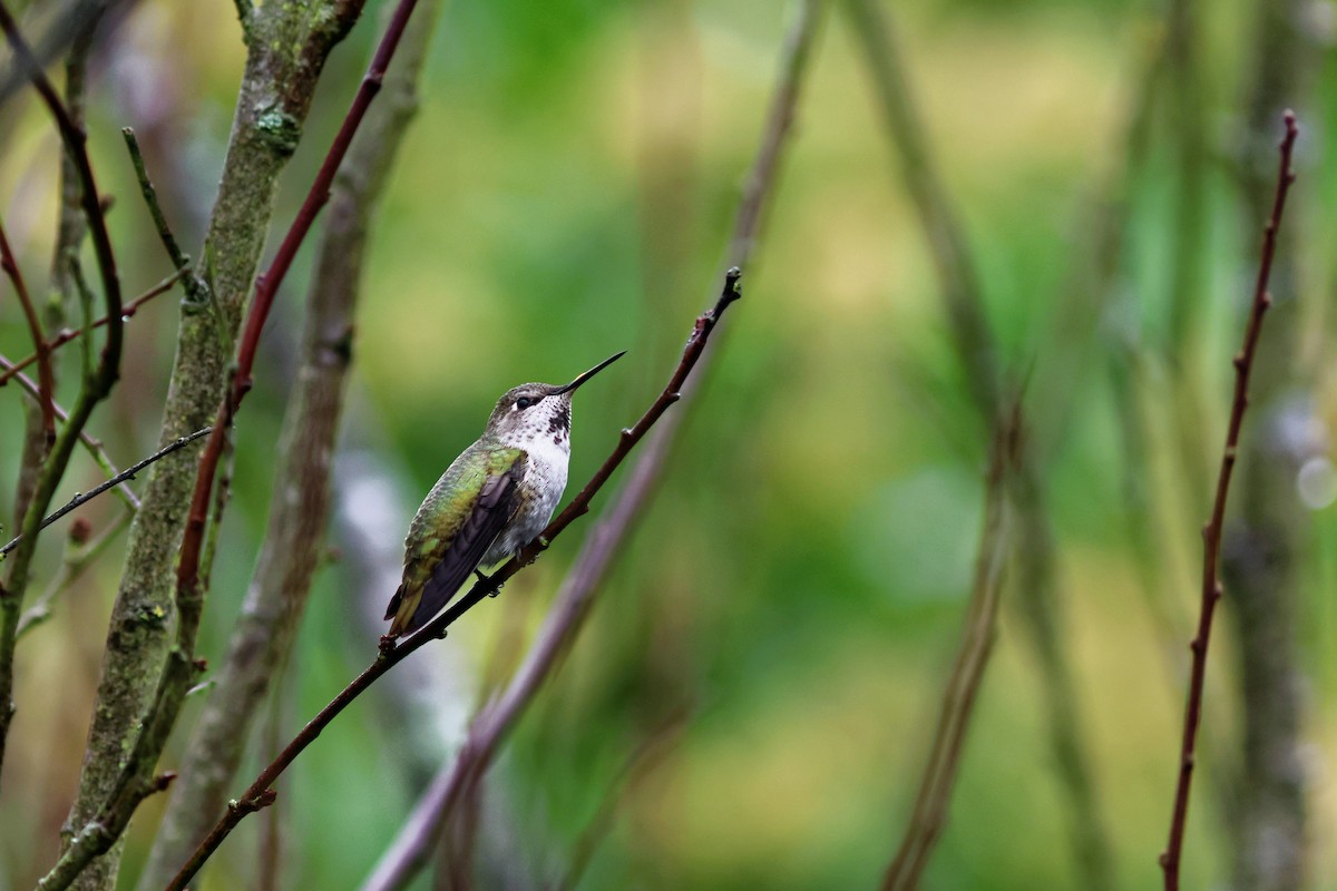 Anna's Hummingbird - ML644587162