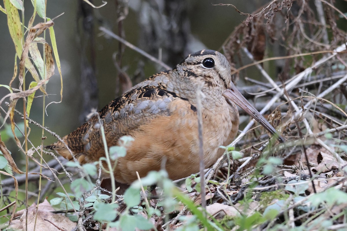 American Woodcock - ML644587165