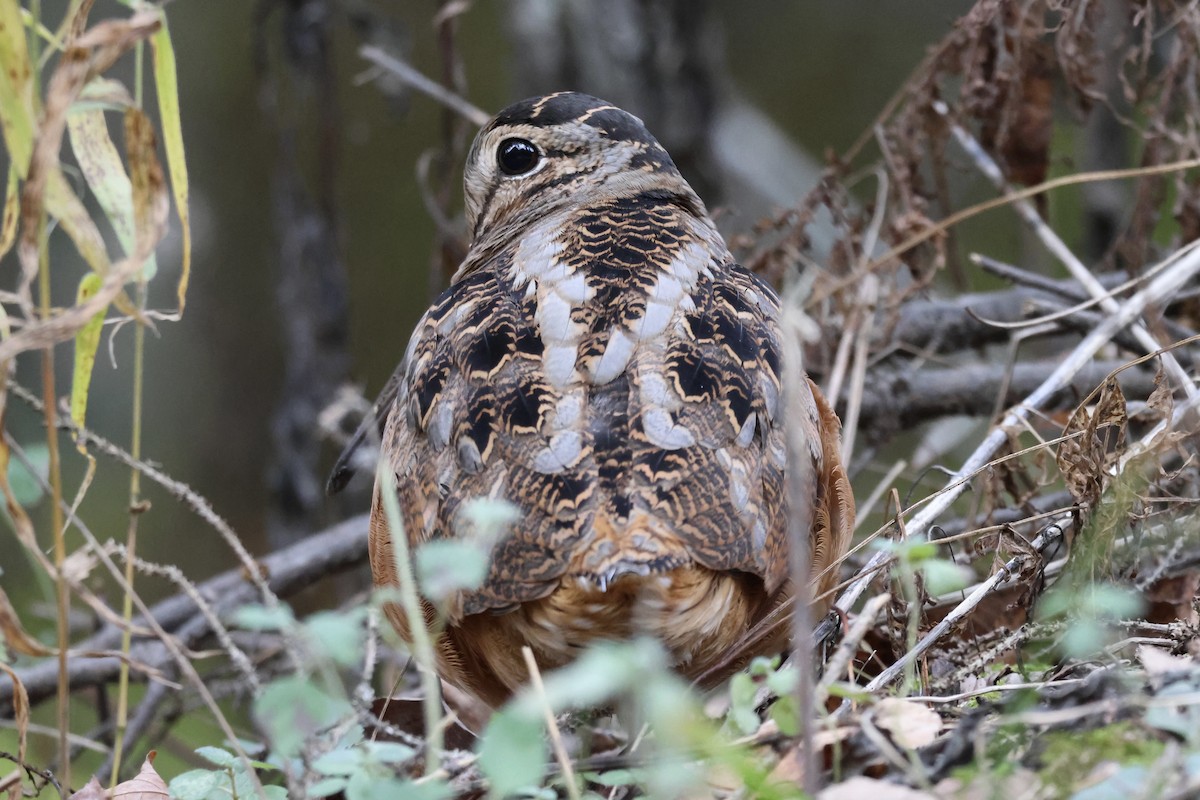 American Woodcock - ML644587166