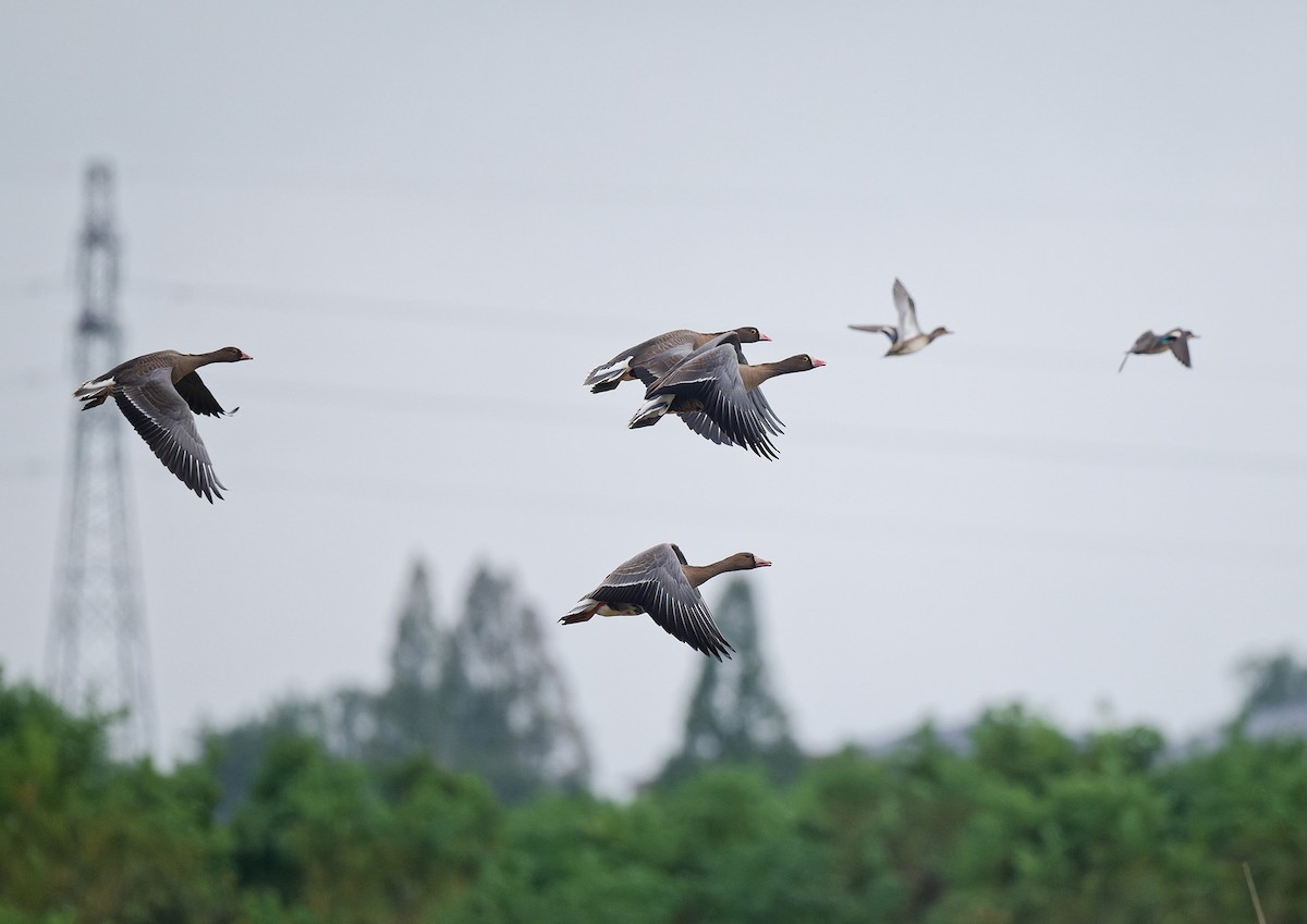 Гуска мала - ML644587167