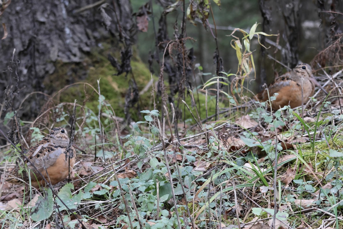 American Woodcock - ML644587171