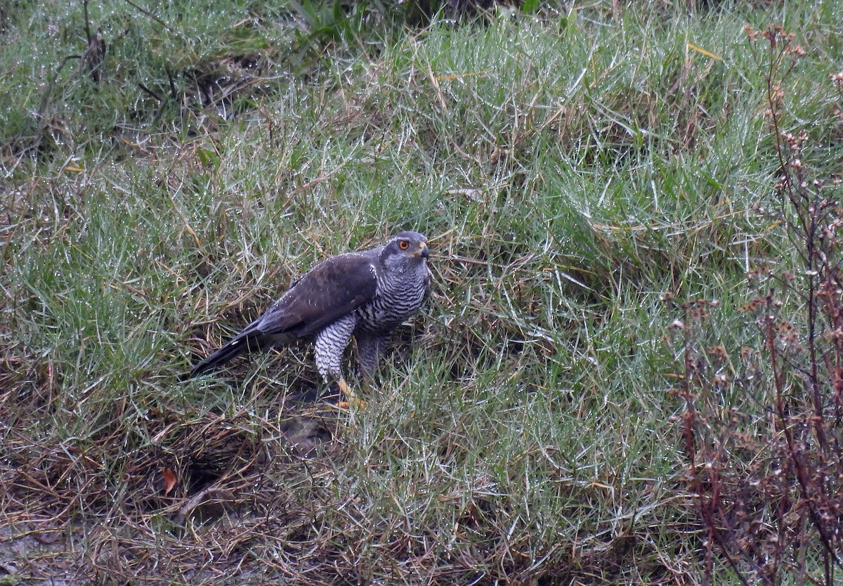 Яструб великий - ML644587173