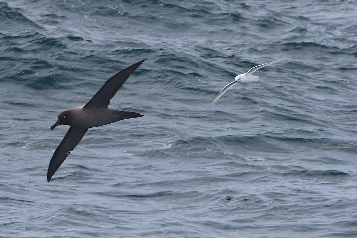 Albatros hauskara - ML644587178