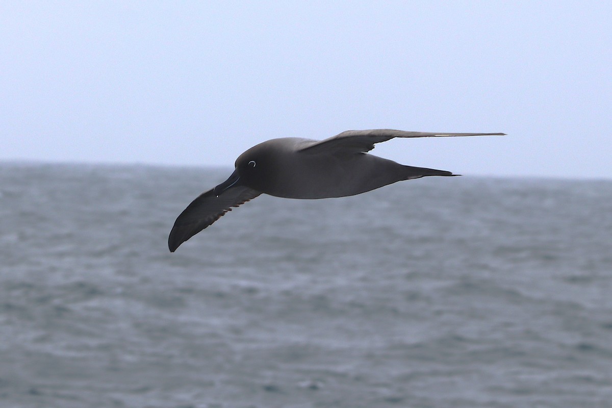 Albatros hauskara - ML644587179