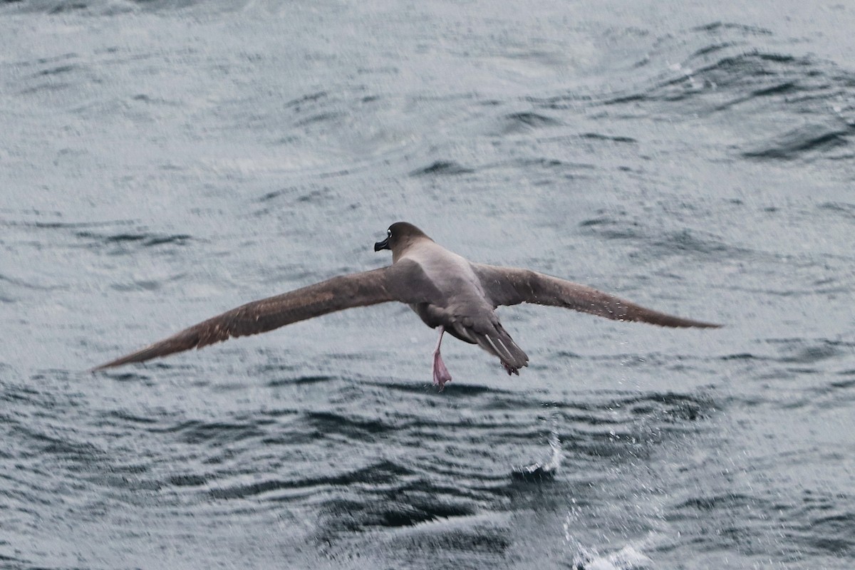 Albatros hauskara - ML644587180