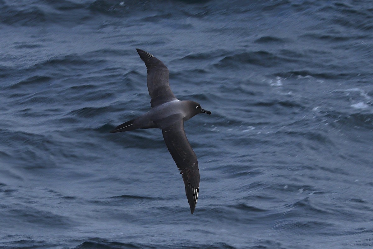 Albatros hauskara - ML644587181