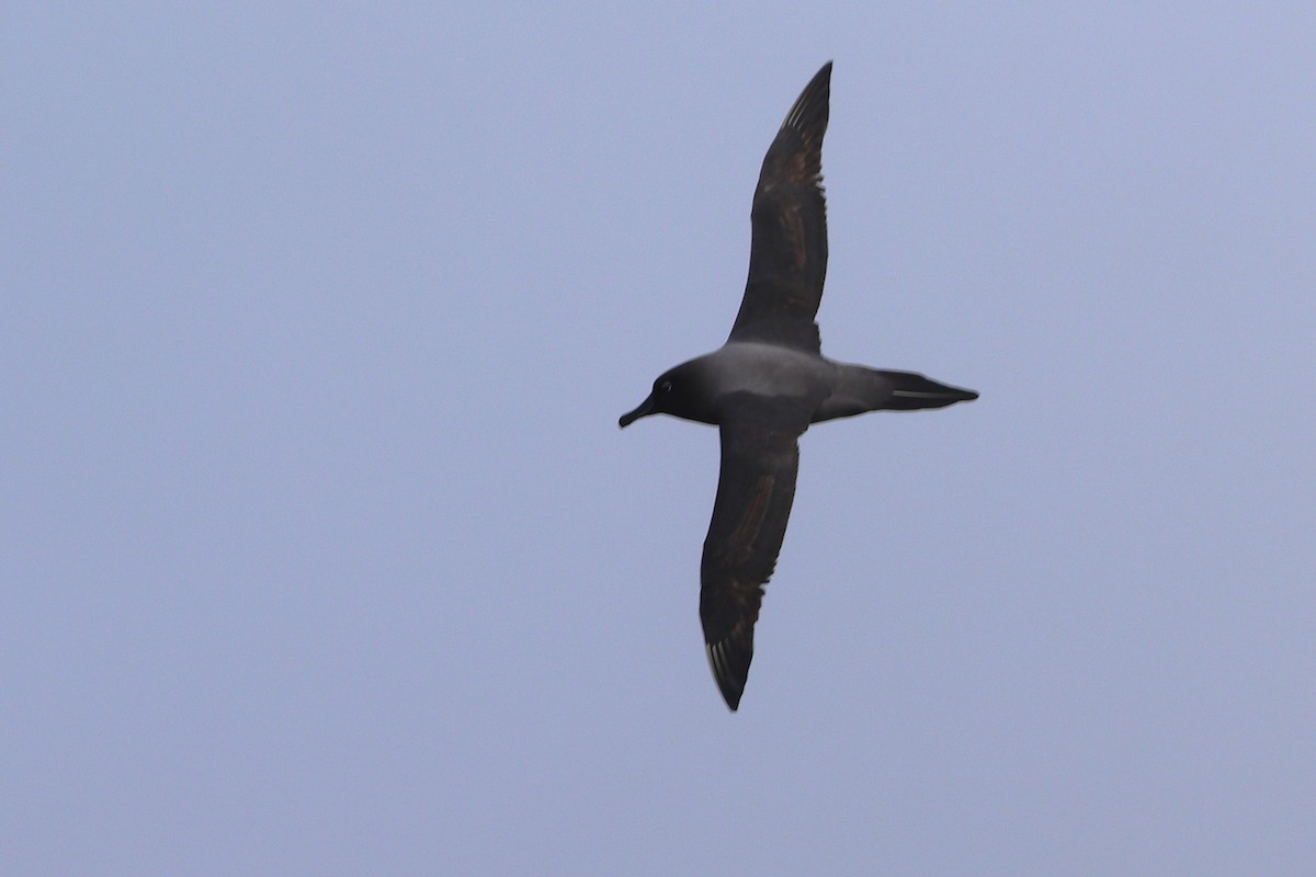 Albatros hauskara - ML644587182