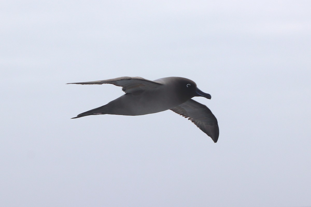 Albatros hauskara - ML644587183