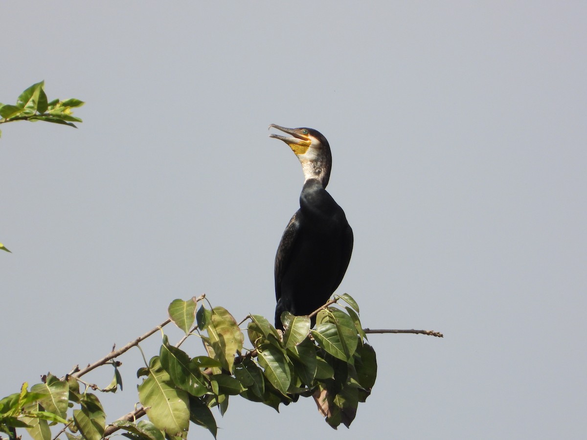 Kormoran - ML644587184