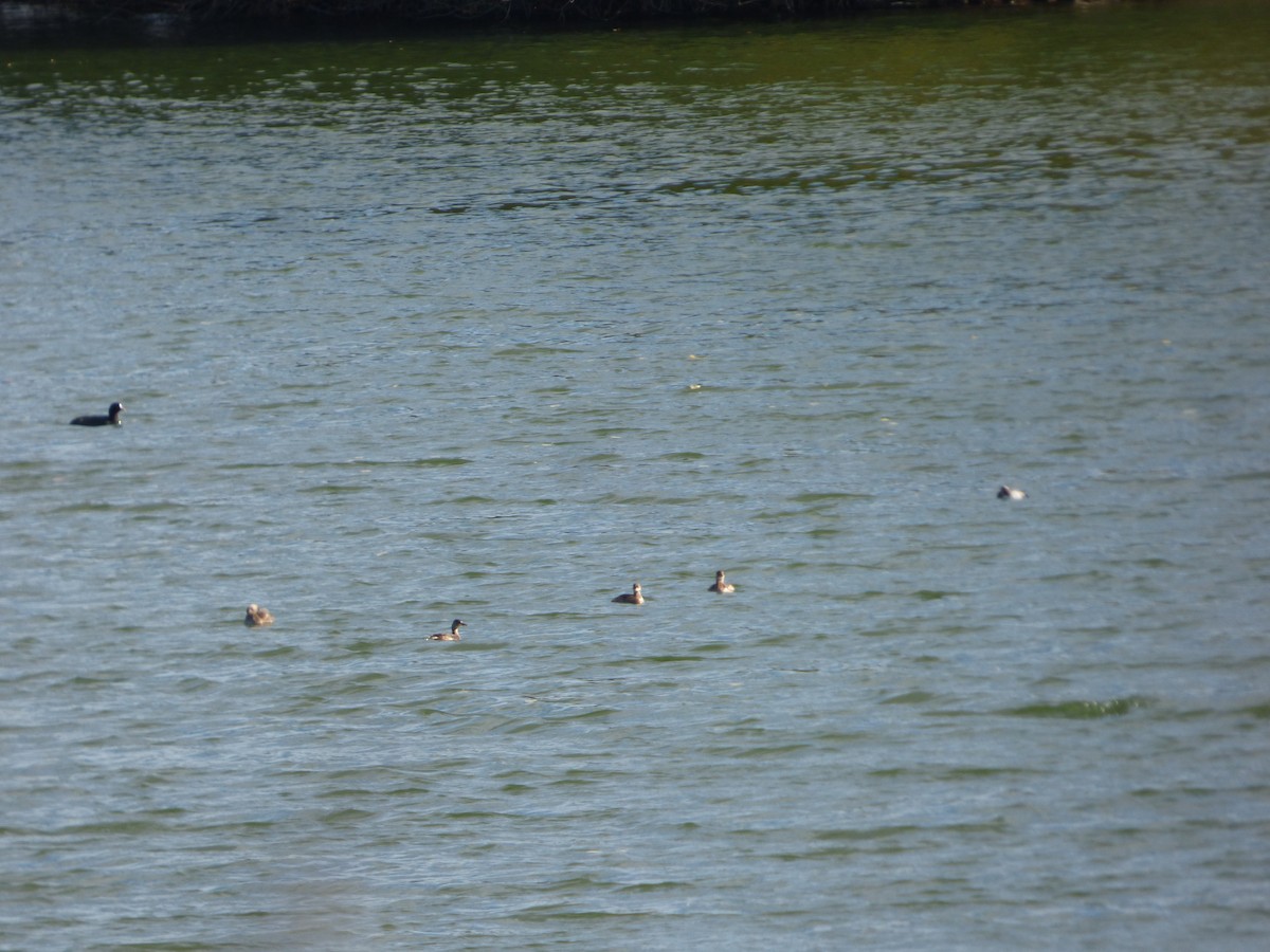 Хурган шунгуур - ML644587185