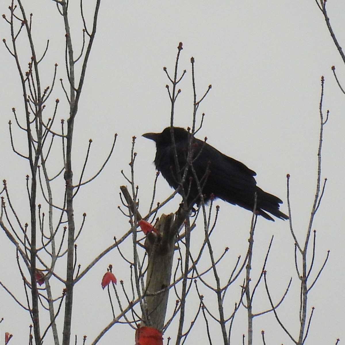 Fischkrähe - ML644587198