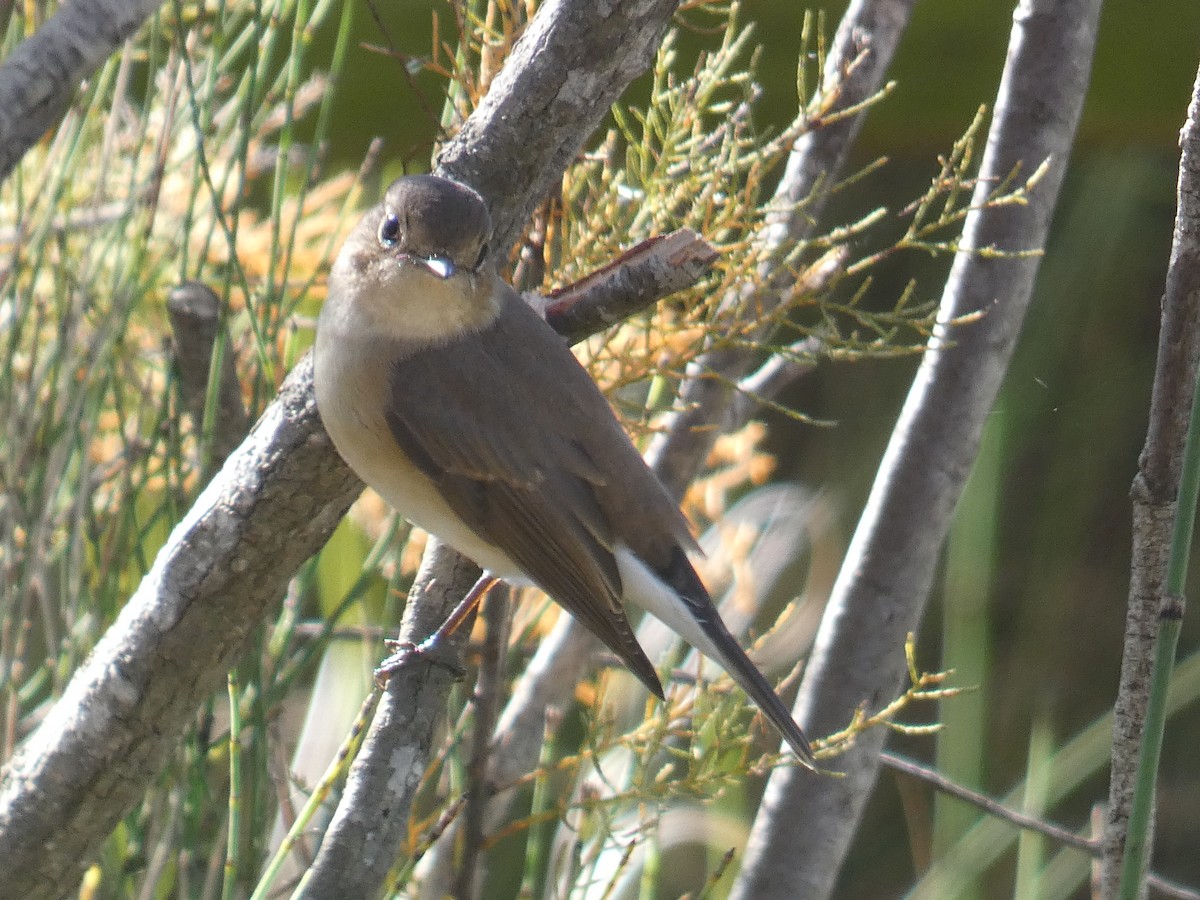 Red-breasted Flycatcher - ML644587203