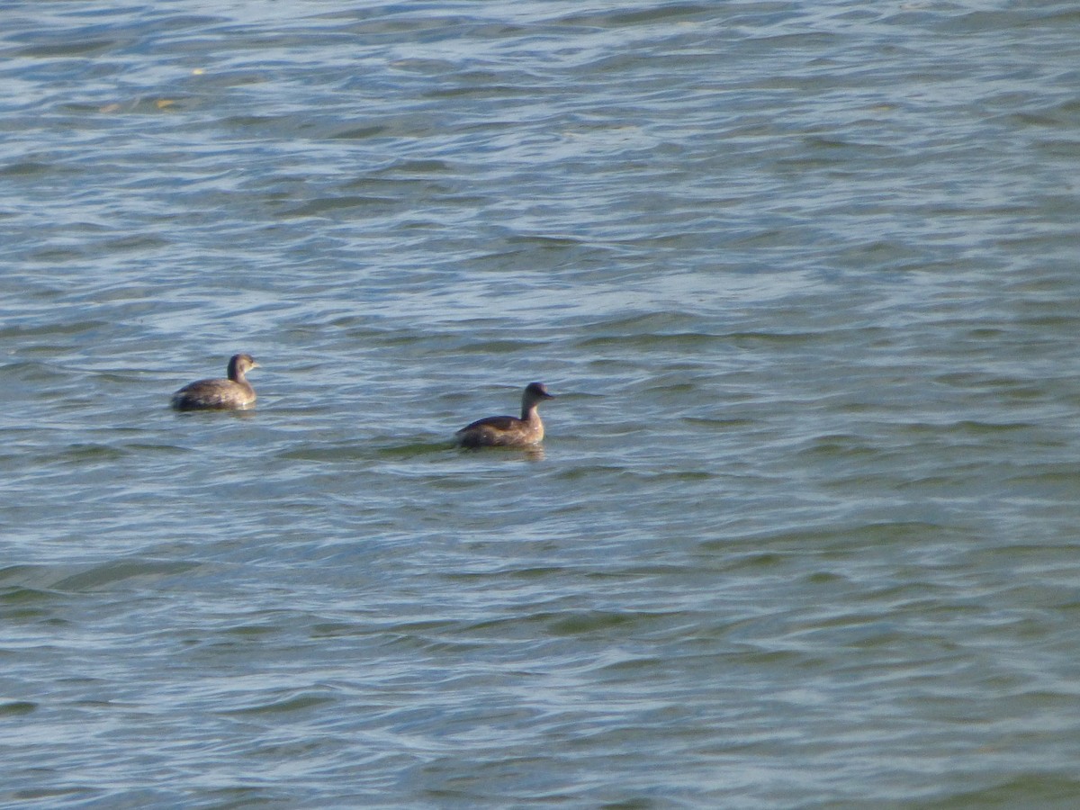 Хурган шунгуур - ML644587204