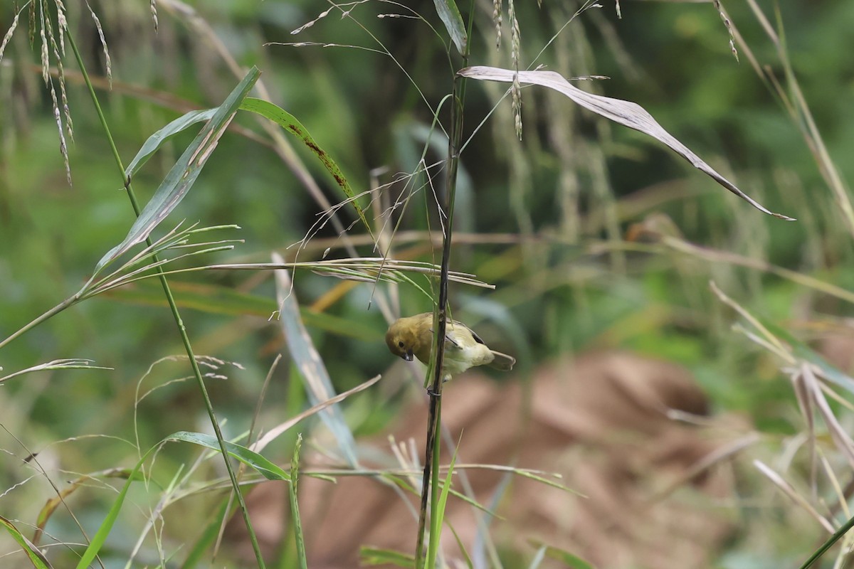 Чёрный просяночник - ML644587212