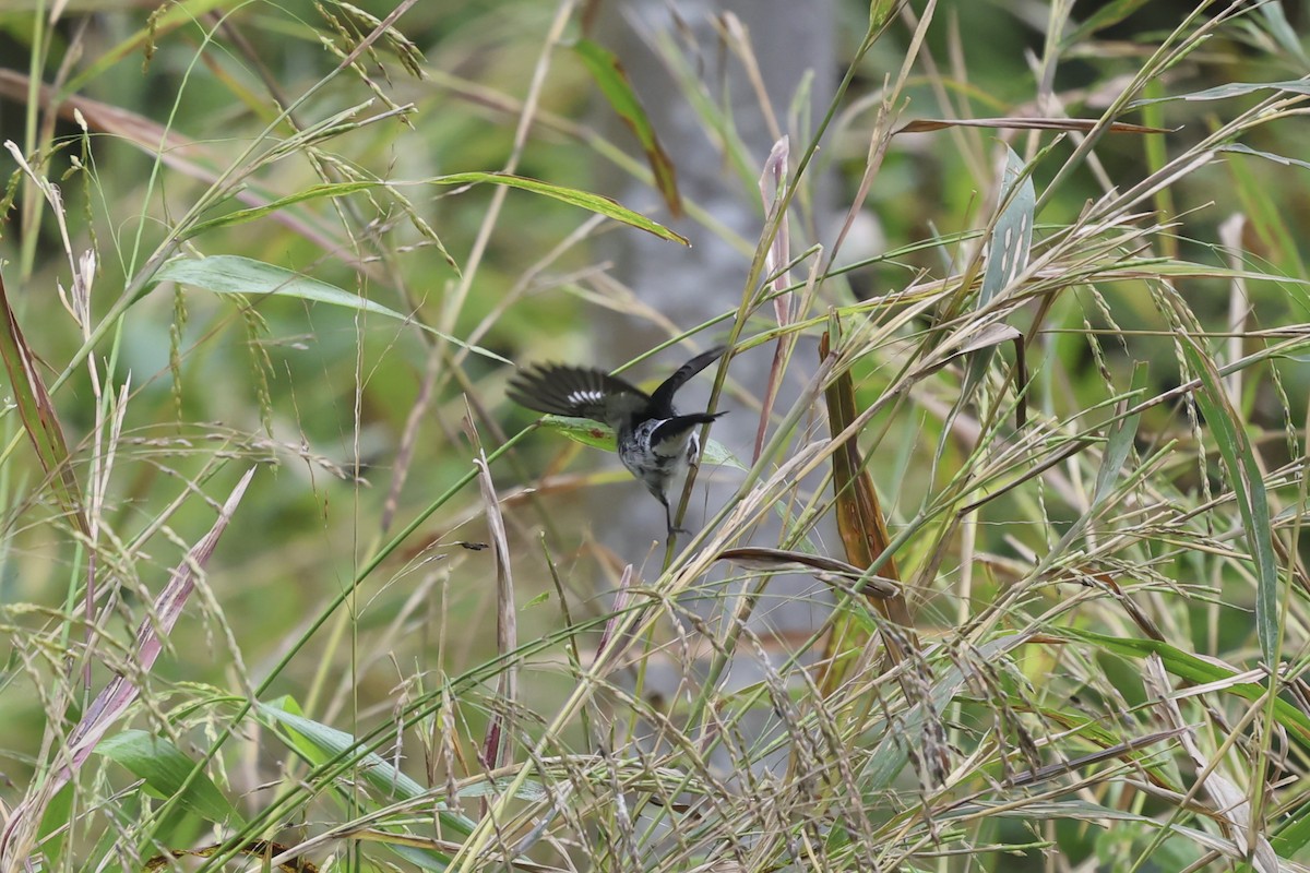 Чёрный просяночник - ML644587213