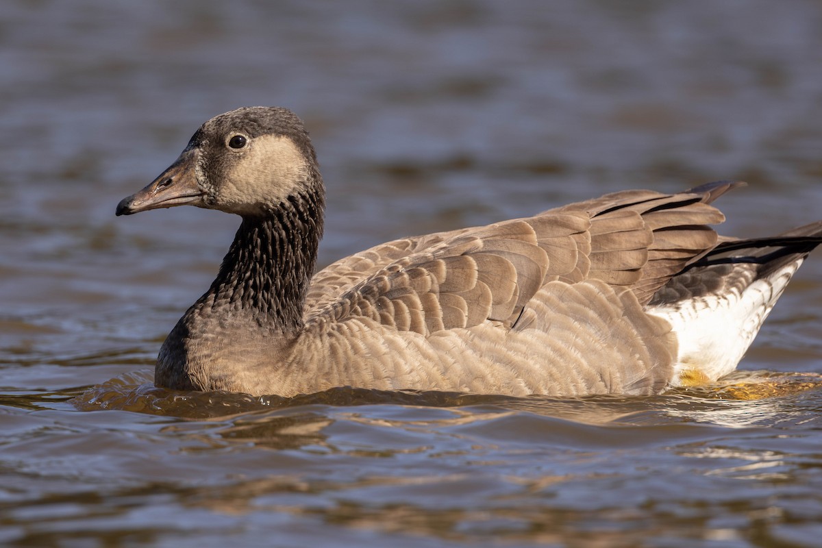 husa velká x berneška velká (hybrid) - ML644587215
