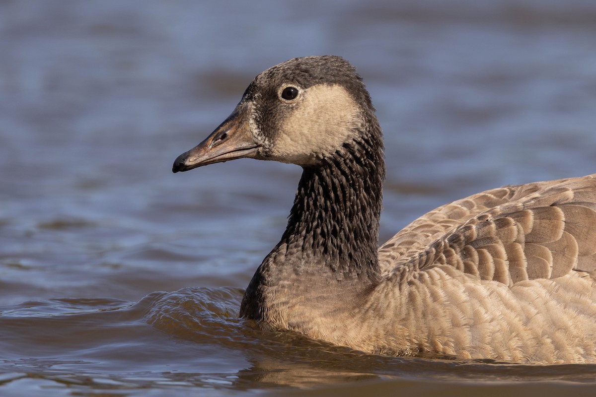 husa velká x berneška velká (hybrid) - ML644587217