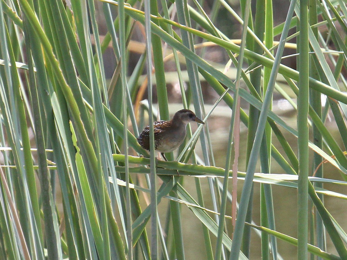 Marouette de Caroline - ML644587232