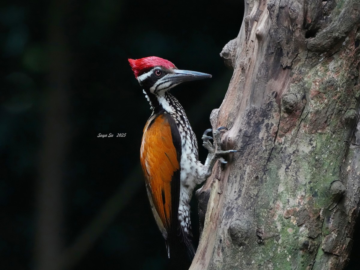 Greater Flameback - ML644587234