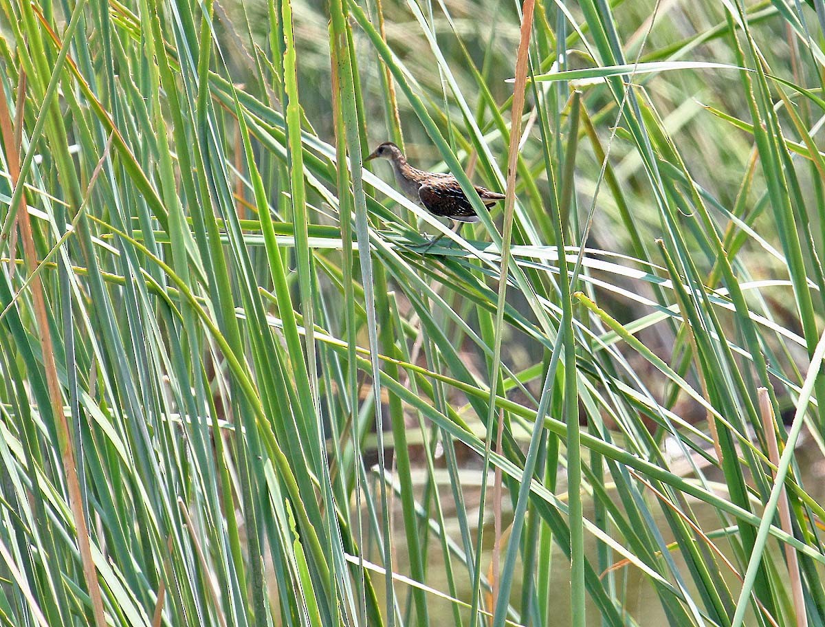 Marouette de Caroline - ML644587236